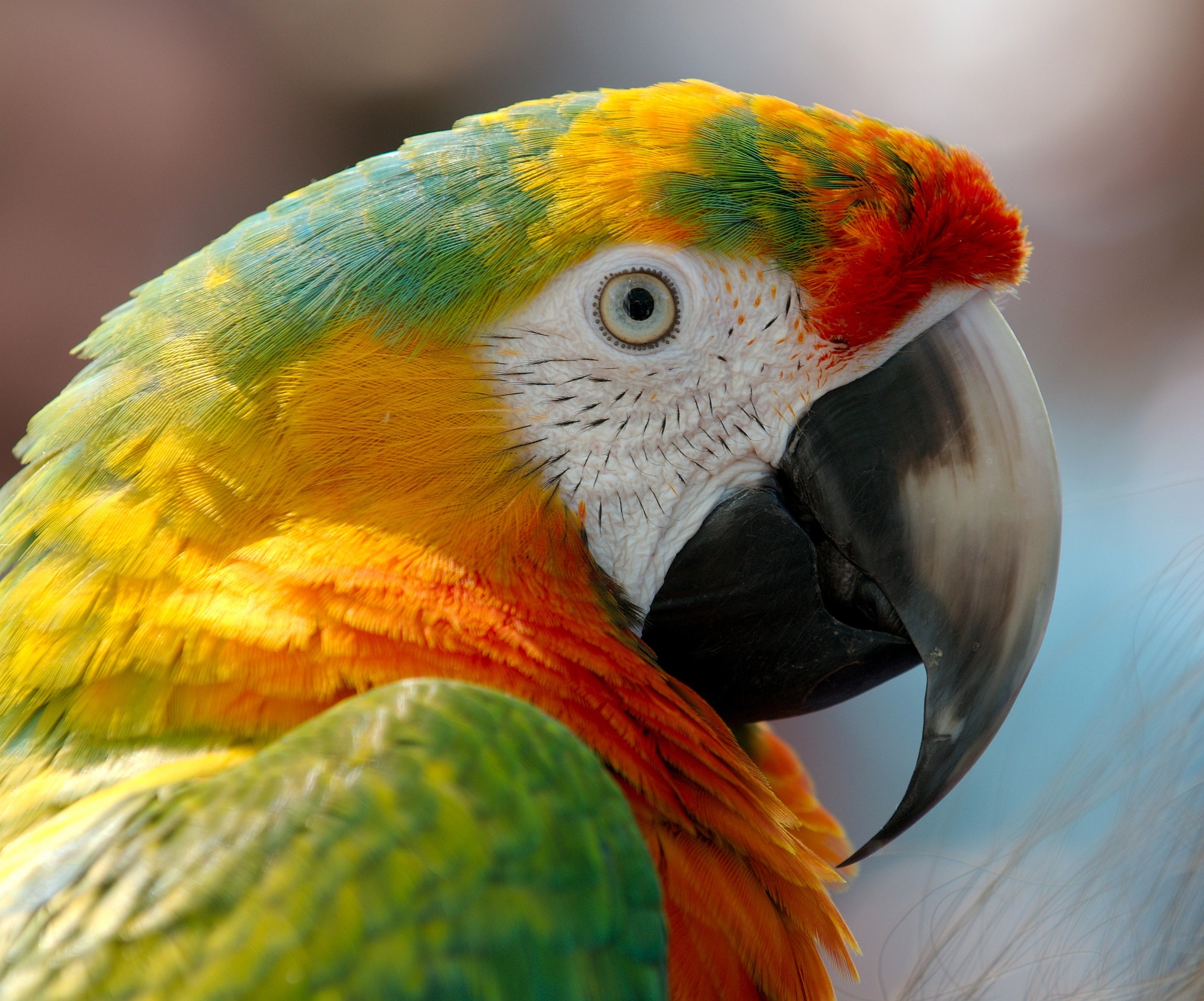 Colourful pet bird