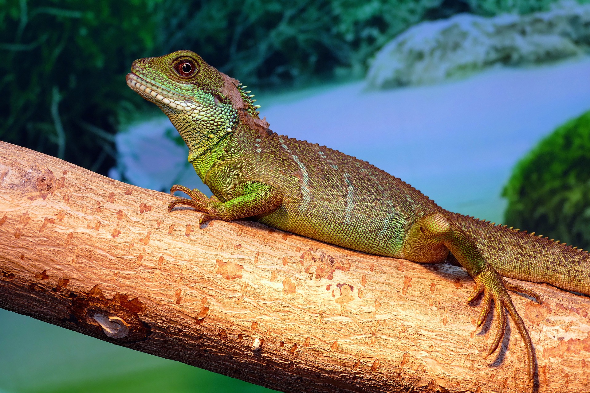 Lizard sitting on a tree branch