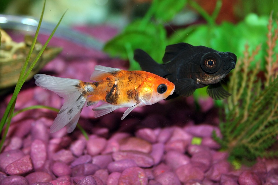 Two colourful fish in a fish tank
